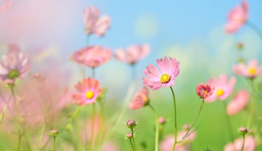 はじめまして　~玉虫色の私の人生~