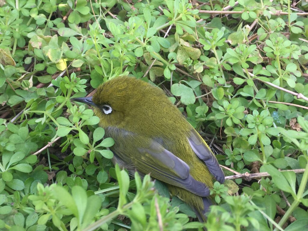 Hello うぐいす色のメジロちゃん こころの四季 迷い道くねくね