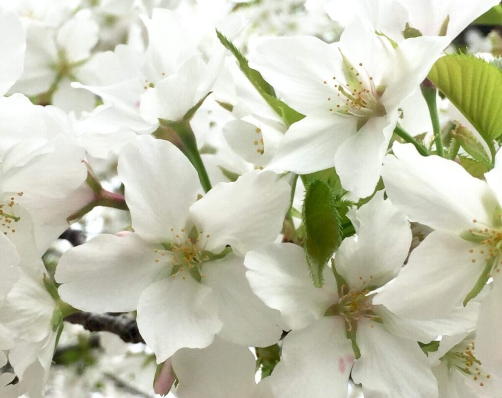 満開の桜　公園