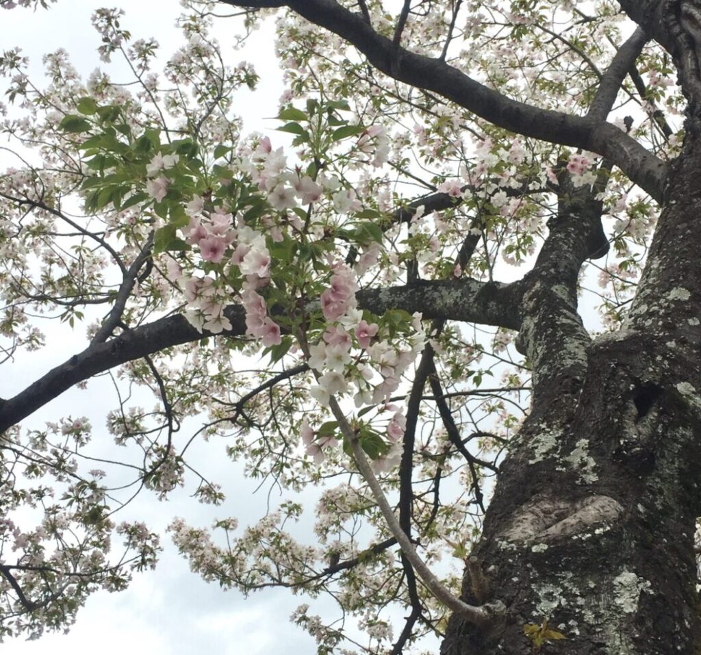 満開の桜