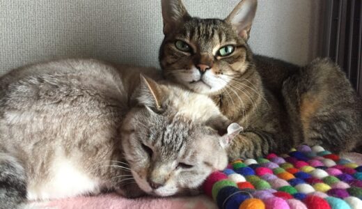 保護猫２匹の里親になって知った、ちゃんと育ててくれる人を探す苦労